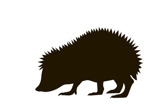 silhouette of a walking hedgehog