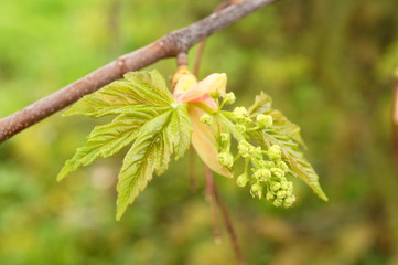 Beautiful opening  bud  in spring time