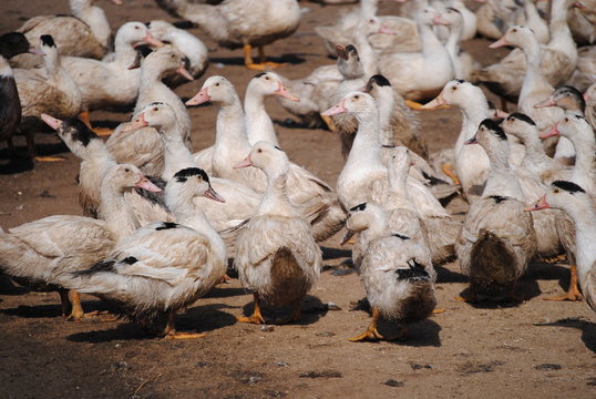 Elevage de canards