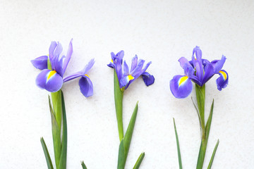 Three iris on a light background