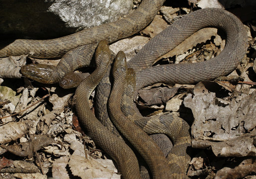 Lake Erie Watersnakes (Nerodia sipedon insularum) mating beneath the rocks by the Lake Erie at Lighthouse Point Provincial Nature Reserve in Pelee Island, Ontario, Canada.