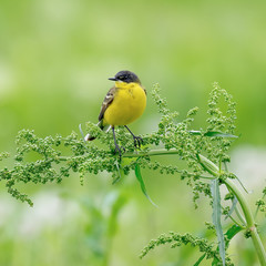 A stunning Yellow Wagtail (Motacilla flava) sitting on a branch. Green background