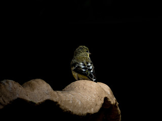 Finch on Fountain w/ Black Background