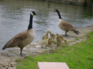 motherandfathergooseandgoslings