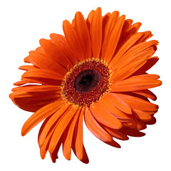 Orange gerbera blossom flower plant realistic isolated vector
