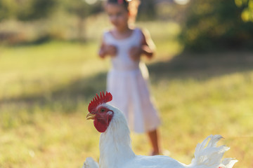 Young child playing with chicken.