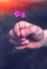 Hand gives a wild flower with love at sunset.