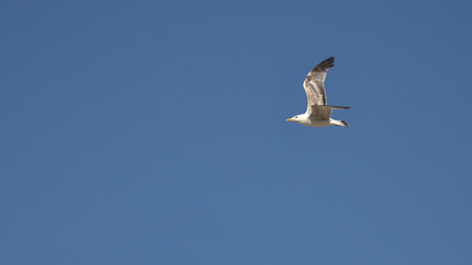 Bird Seagull seaside animal nature fly