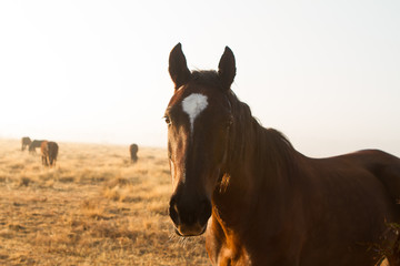 portrait of a horse