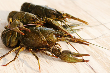 Live crayfish on a wooden surface of a table, close up