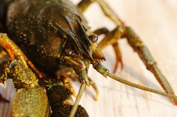 Live crayfish on a wooden surface of a table, close up