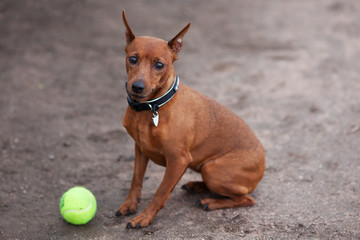A small zwergpinscher is sitting wearily next to his ball at walk.
