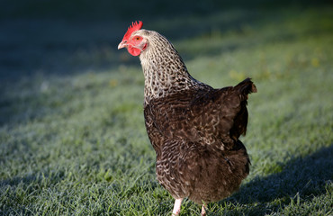 chicken