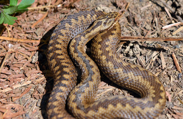 Adder