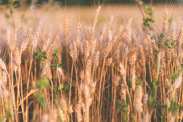 Wheat field , close up .