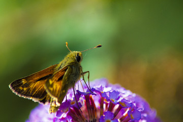 farfalla posata su arbusto delle farfalle