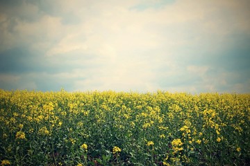 Rape oil flowers in the field.