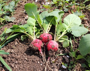 Freshly harvested radishes.