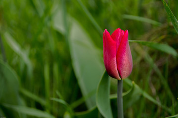 Single red tulip. Bud red tulip.
