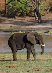 Fototapeta premium Nature in Africa