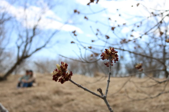 Twin Branches and Blossom