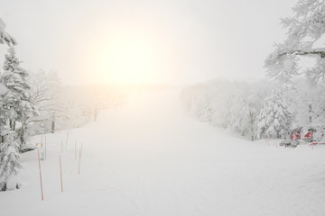 Tree covered with snow  on winter storm day in  forest mountains .