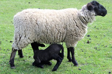 Suffolk sheep feeding her lamb
