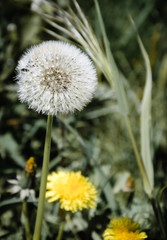 Fluffy and yellow dandelions. 