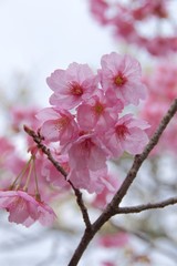 Cherry Blossom in Japan