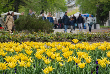 Yellow spring tulips in a crowded park