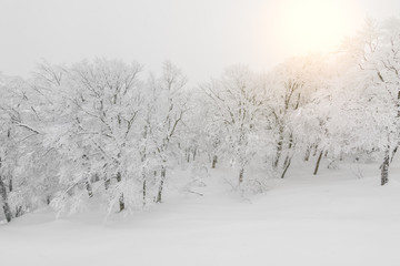 Tree covered with snow  on winter storm day in  forest mountains .