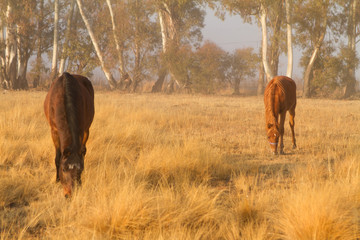 two horses in field
