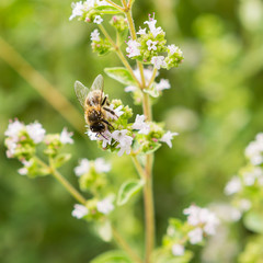 Bee covered in pollen on thyme