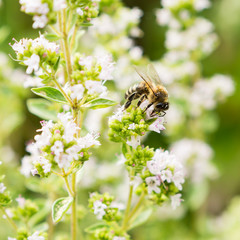 Bee covered in pollen on thyme