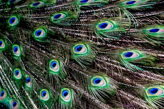 Peacock feathers 