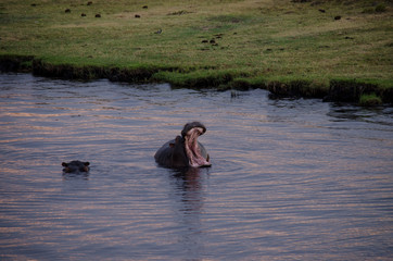 Nature in Africa