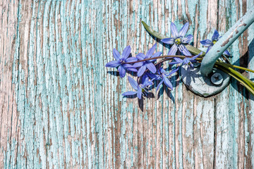 wood background with peeling blue paint and blue snowdrops