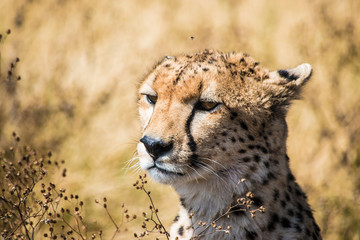 Cheetah looking of in the African savanna