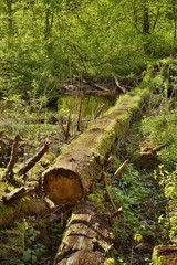 fallen tree trunk over Robecsky potok creek in spring Peklo valley in czech tourist area Machuv kraj