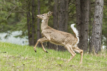 Deer runs up a hill.