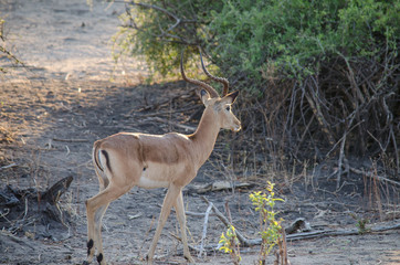 Nature in Africa