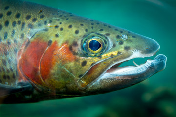 Wild colorful trough close up with red cheeks
