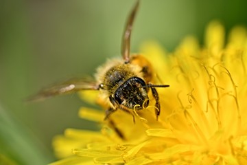 bee collects nectar on a dandelion