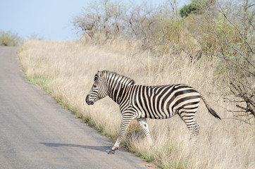Fototapeta premium Nature in Africa