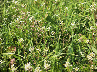 Grass
