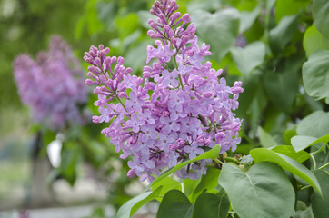 Flowering of beautiful lilacs