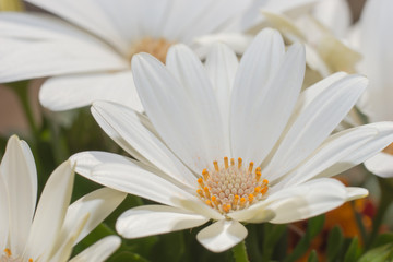 Weiße spanische Margerite wie ein Fächer weit geöffnet