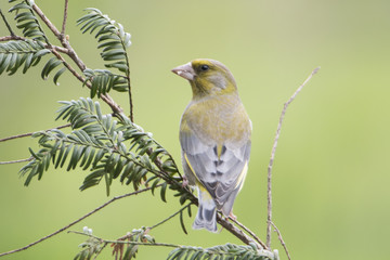 Greenfinch