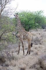 Nature in Africa