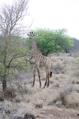 Nature in Africa